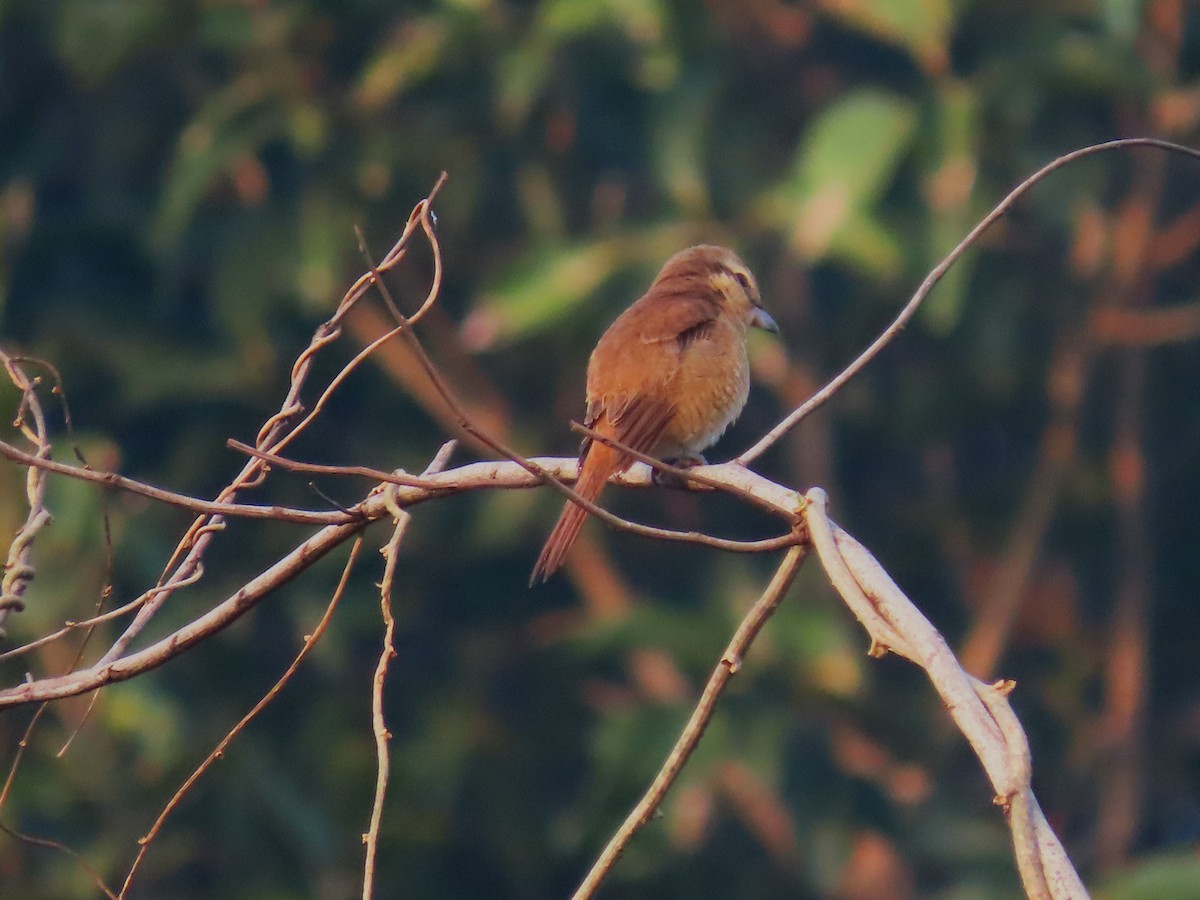 Brown Shrike - ML612866633