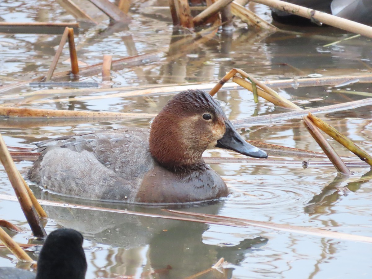 Common Pochard - ML612866663