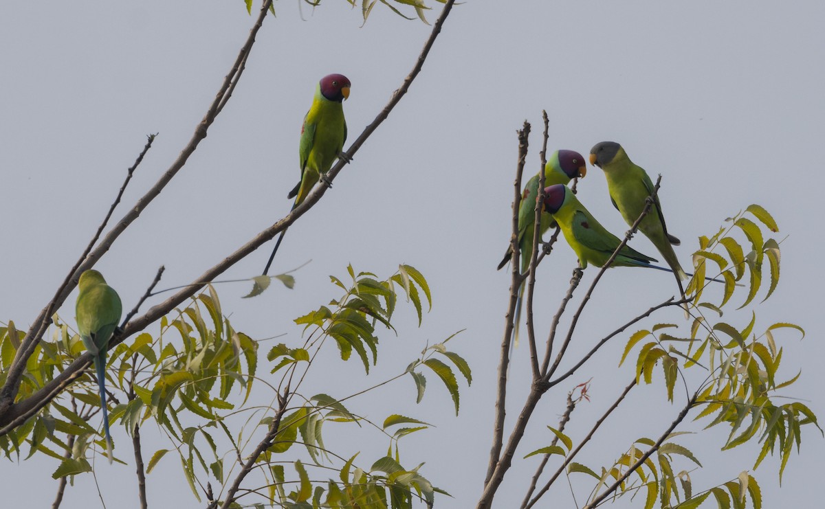 Plum-headed Parakeet - Rohit Tibrewal