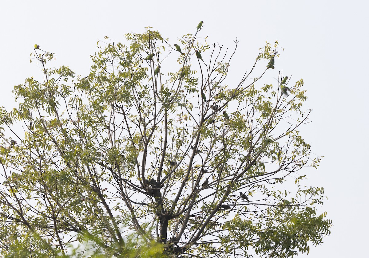 Plum-headed Parakeet - Rohit Tibrewal