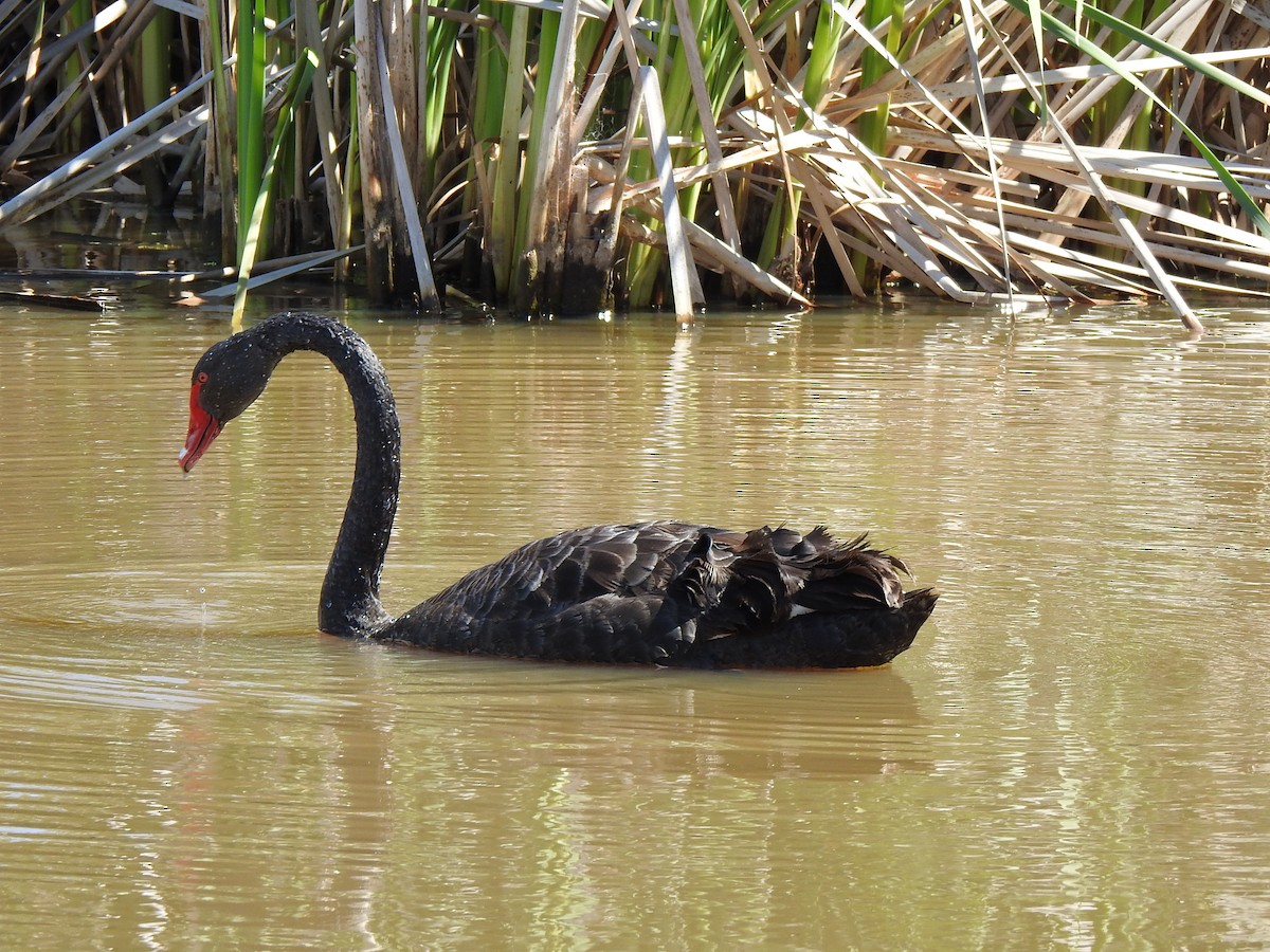 Black Swan - George Watola