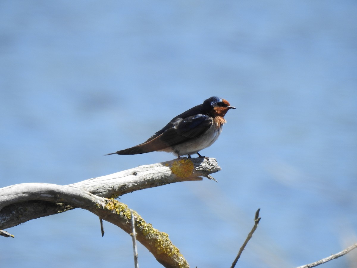 Golondrina Australiana - ML612866746