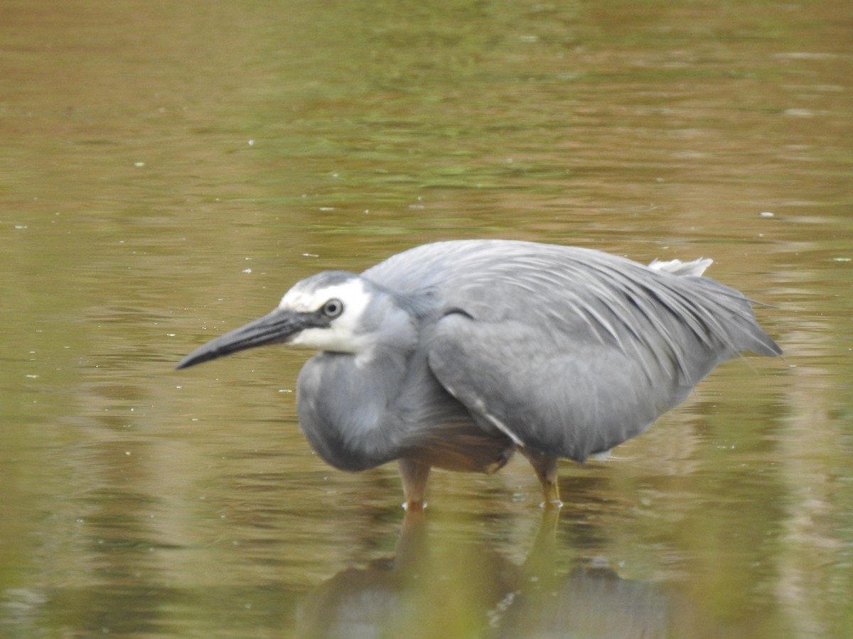 White-faced Heron - ML612866753