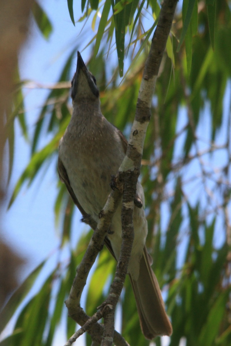 Little Friarbird - ML612866757