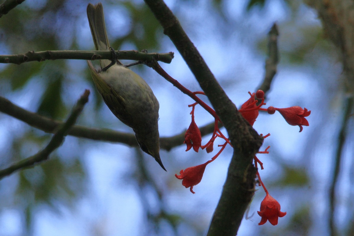 Brown Honeyeater - ML612866768