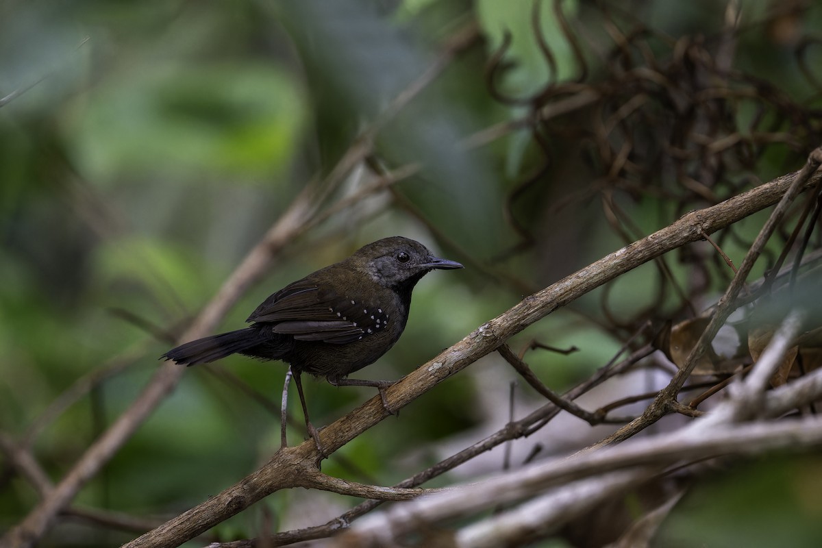 Black-throated Antbird - Léo Veyrunes