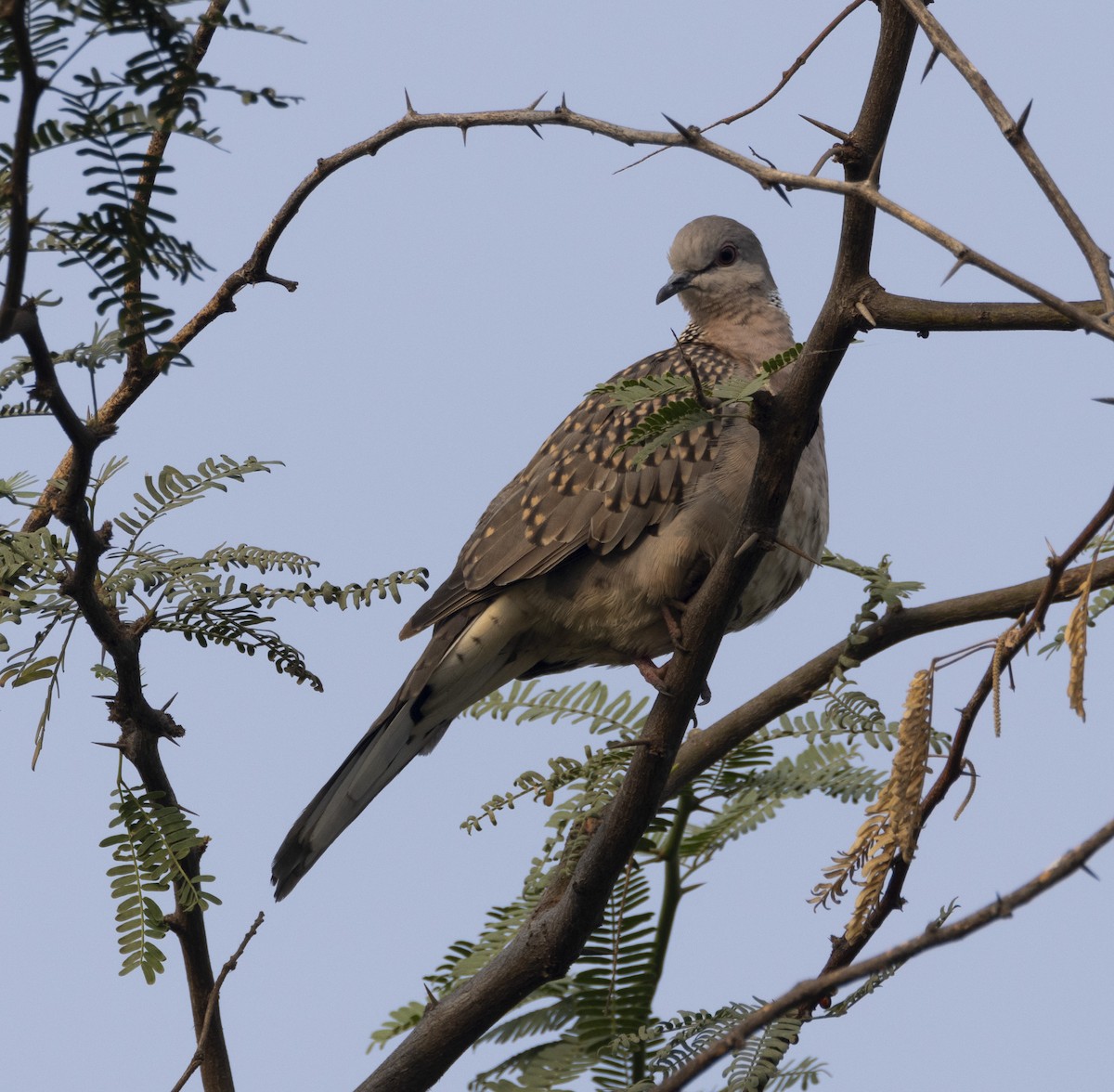 Spotted Dove - ML612866807