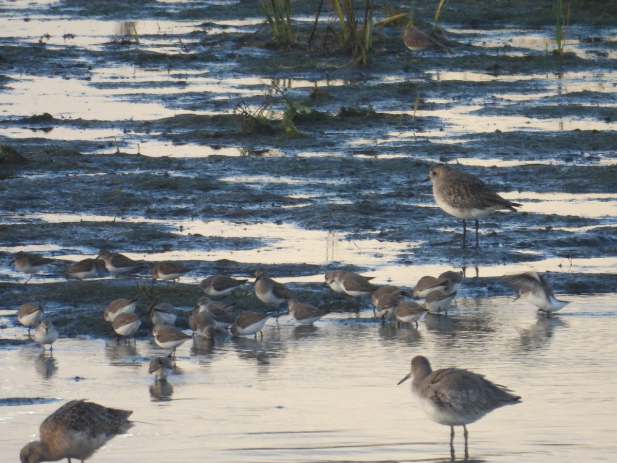 Dunlin - ML612866817