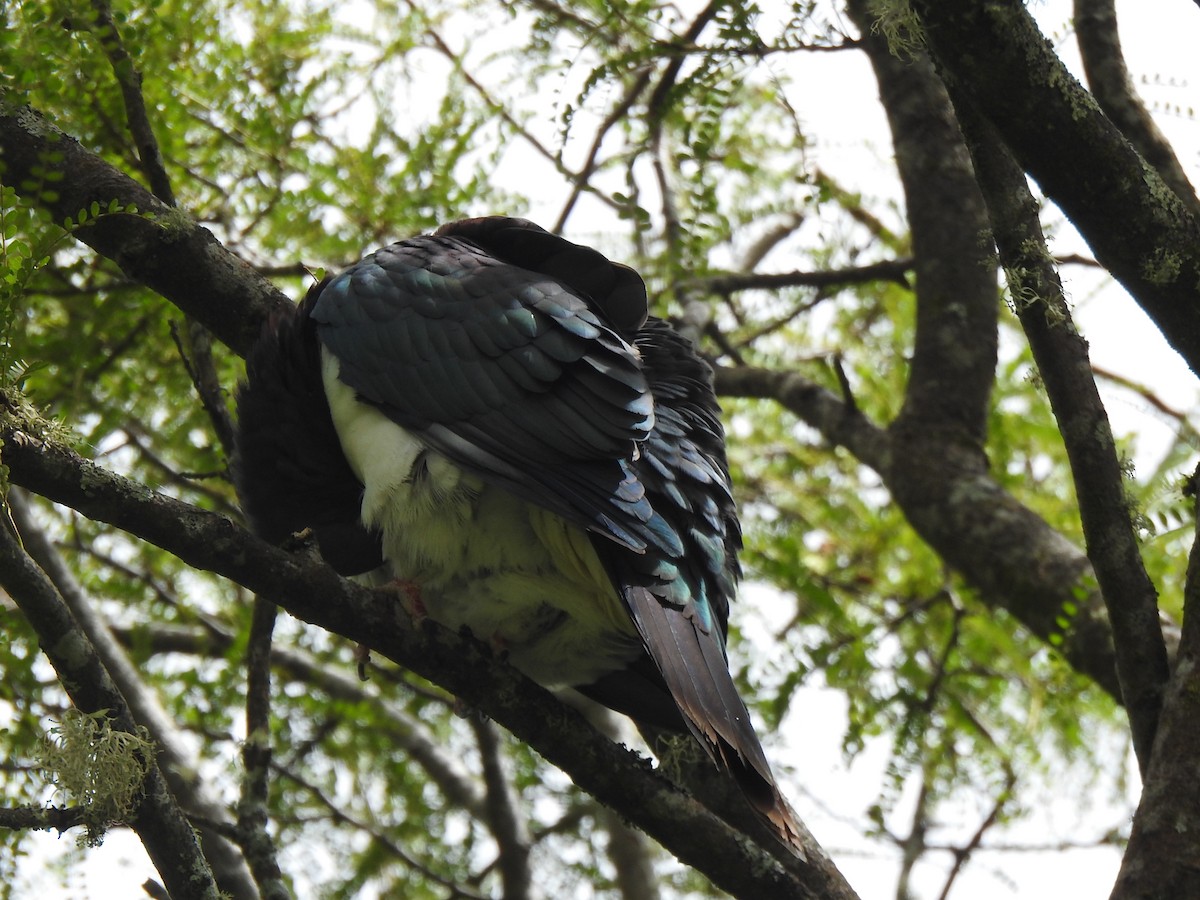 New Zealand Pigeon - ML612866836