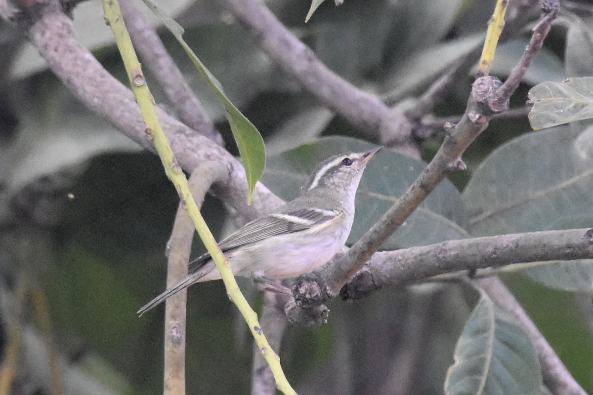 Yellow-browed Warbler - ML612866959