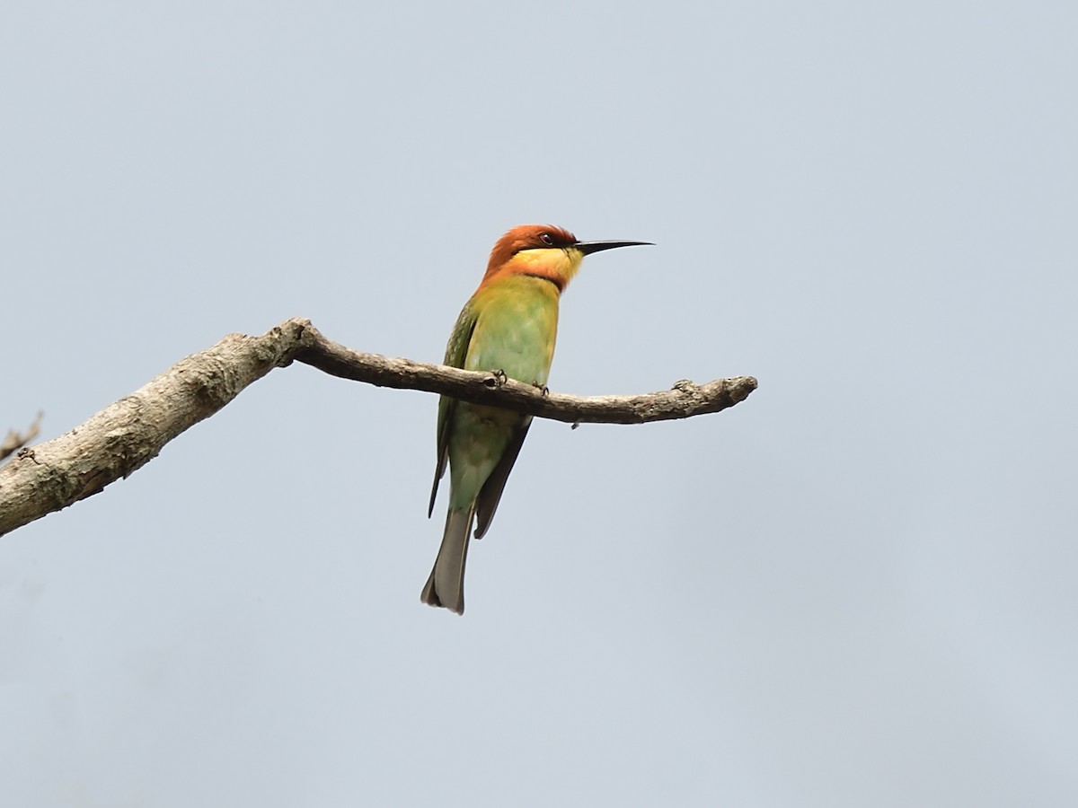 Chestnut-headed Bee-eater - ML612866964