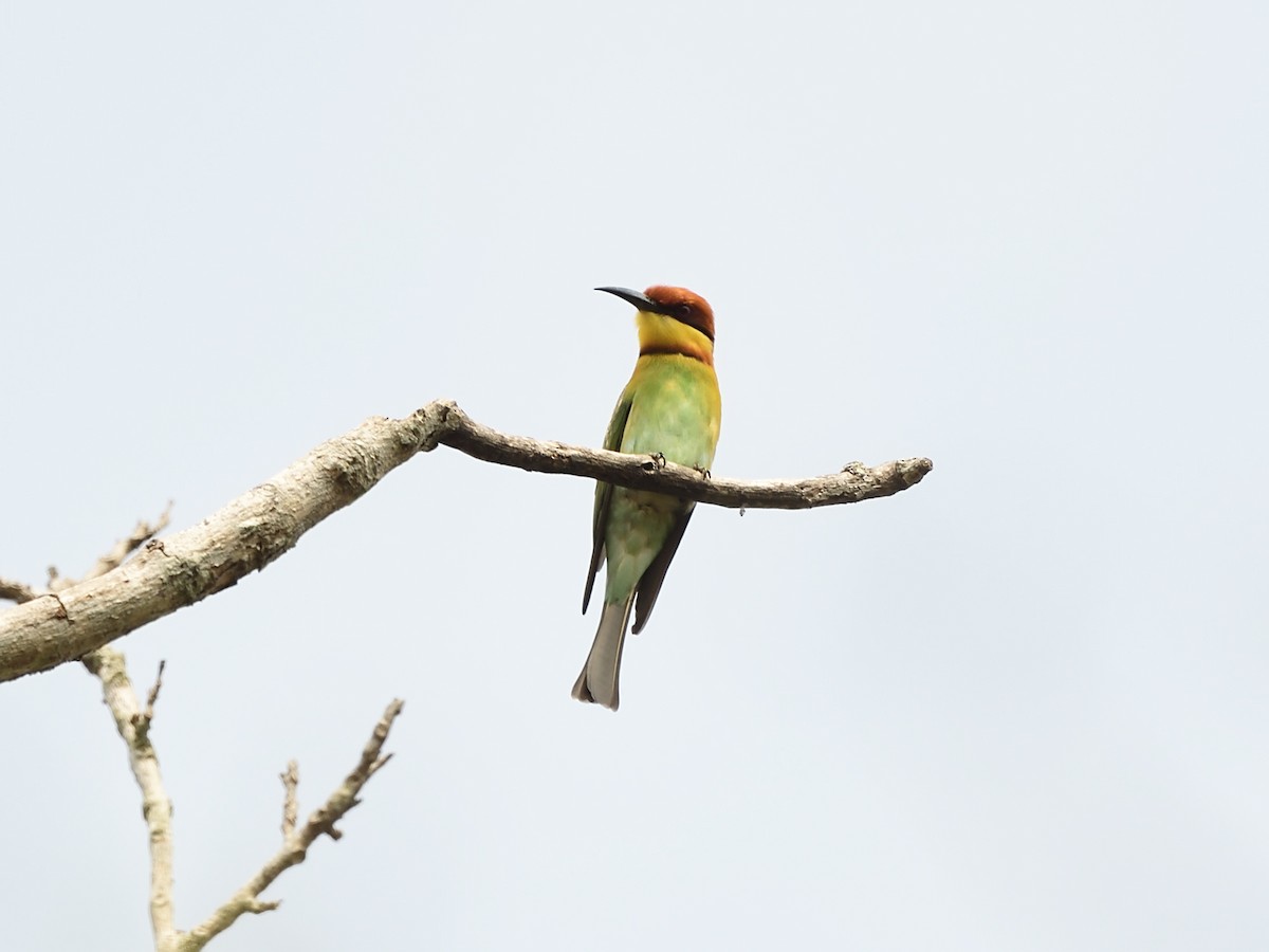 Chestnut-headed Bee-eater - ML612866965