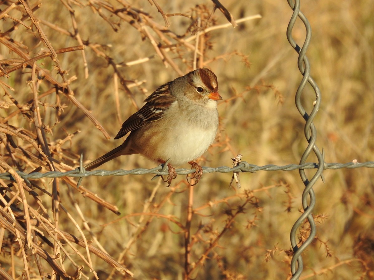 White-crowned Sparrow - Jacob Warren