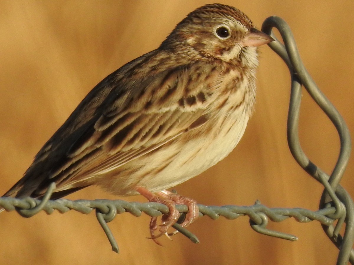 Vesper Sparrow - Jacob Warren