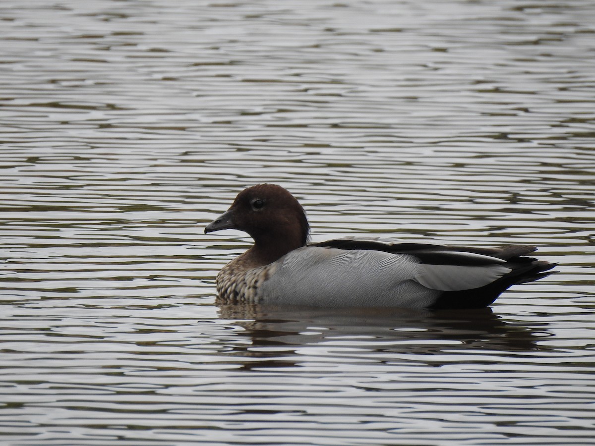 Canard à crinière - ML612867013