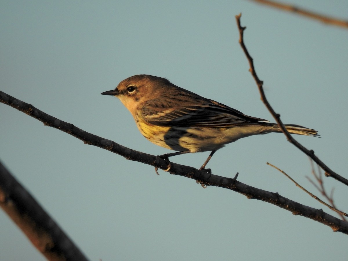 Yellow-rumped Warbler (Myrtle) - Jacob Warren