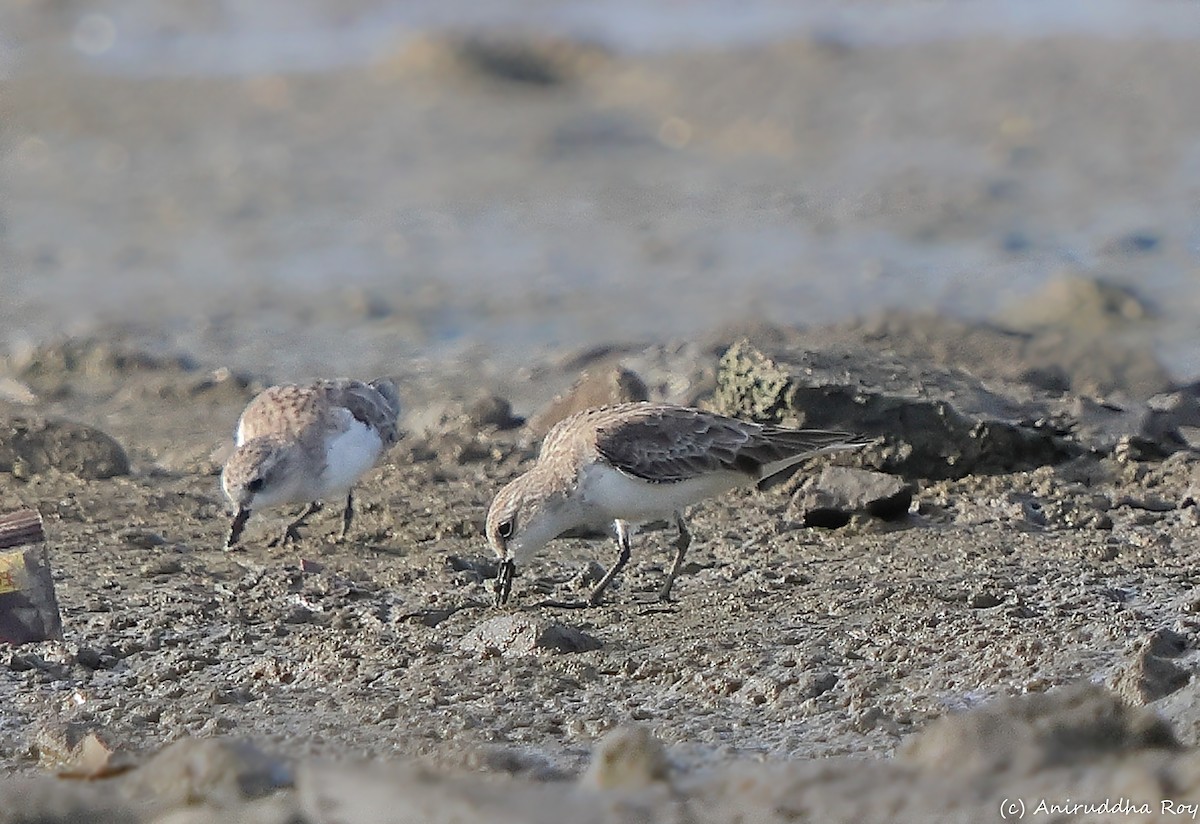 Red-necked Stint - ML612867127