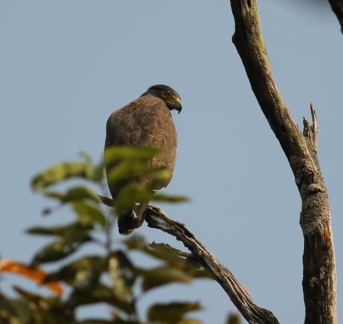 Crested Serpent-Eagle - ML612867184