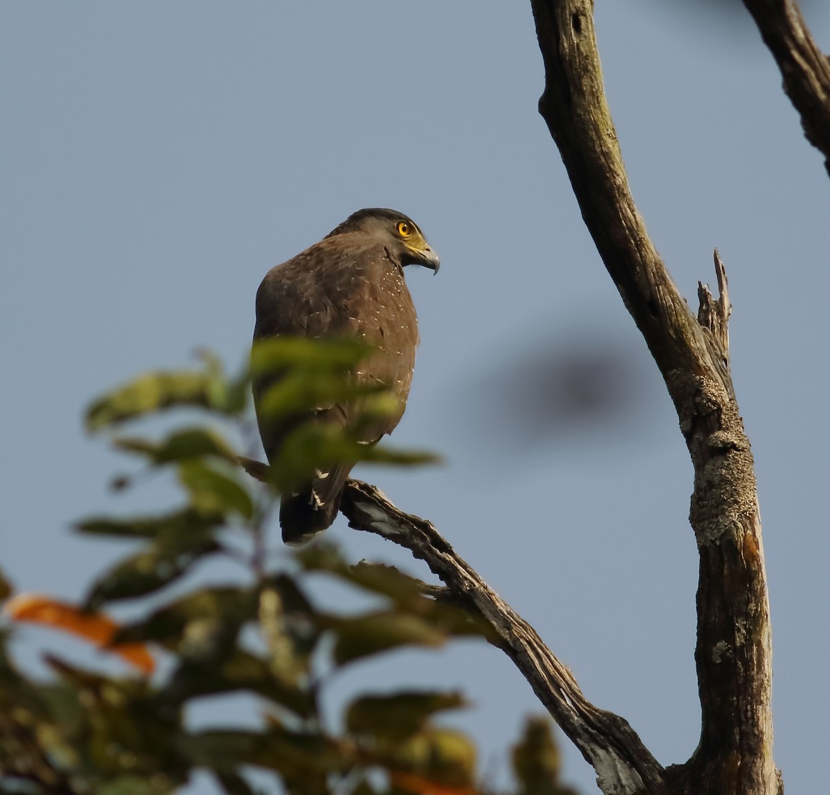 Crested Serpent-Eagle - ML612867185