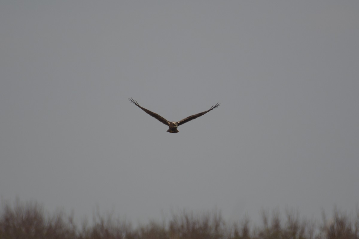 Western Marsh Harrier - ML612867194