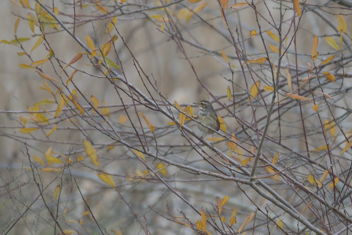 Bluethroat - ML612867214