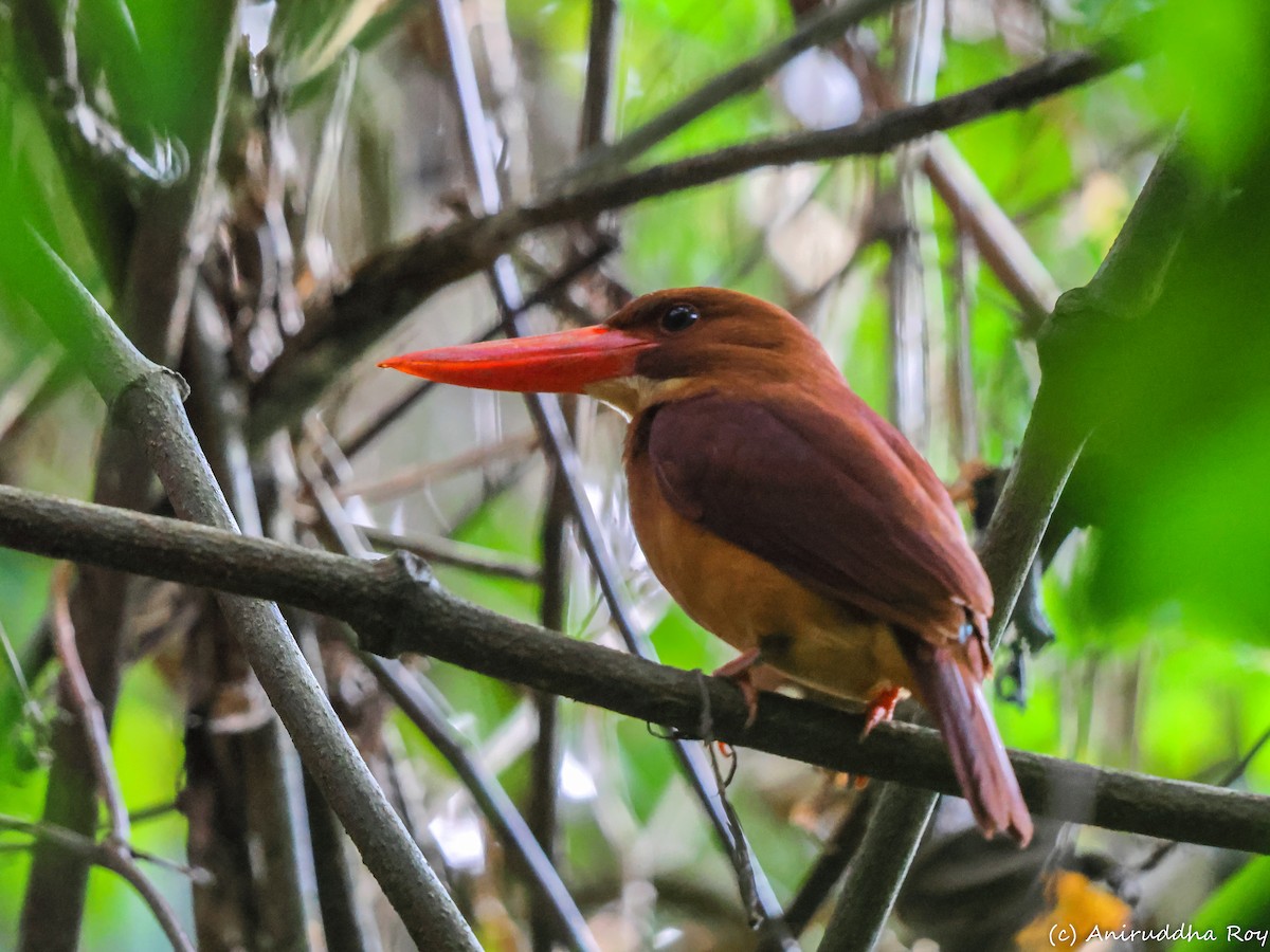 Ruddy Kingfisher - Aniruddha  Roy
