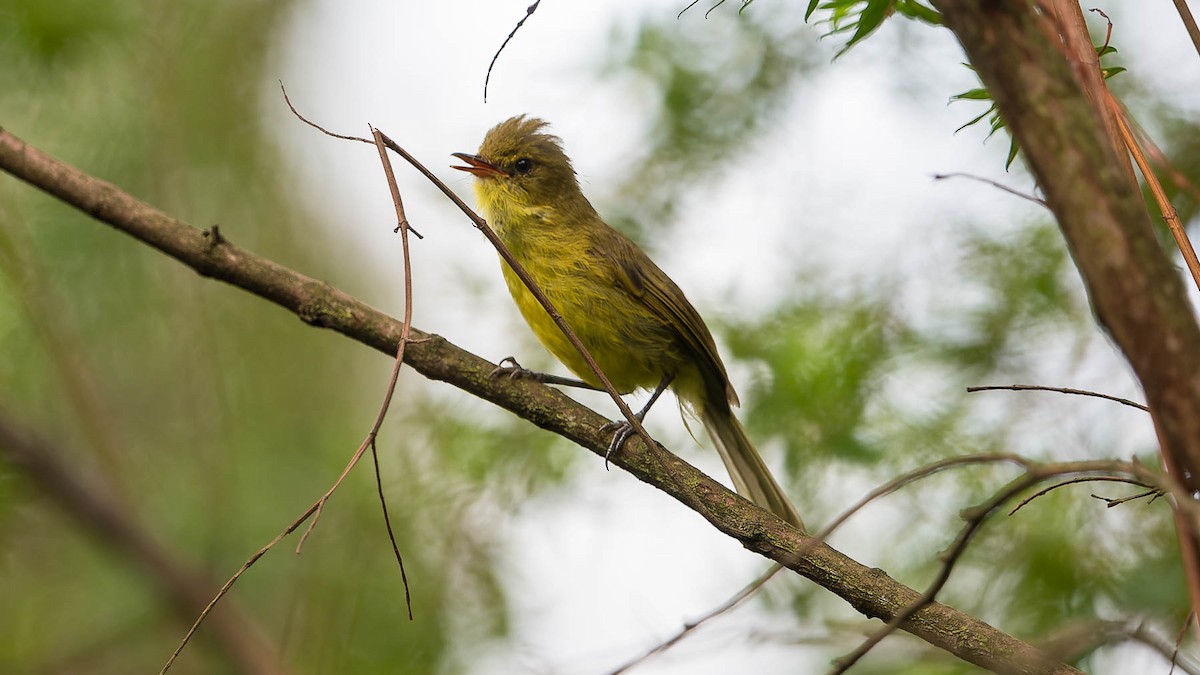 Mountain Yellow-Warbler - ML612867250