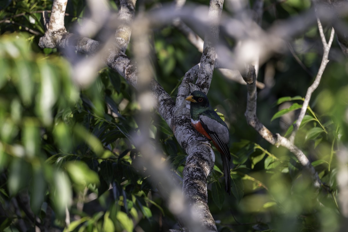 Black-tailed Trogon - ML612867285