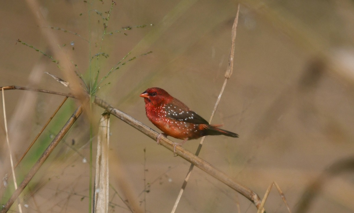 Bengali rouge (flavidiventris) - ML612867354