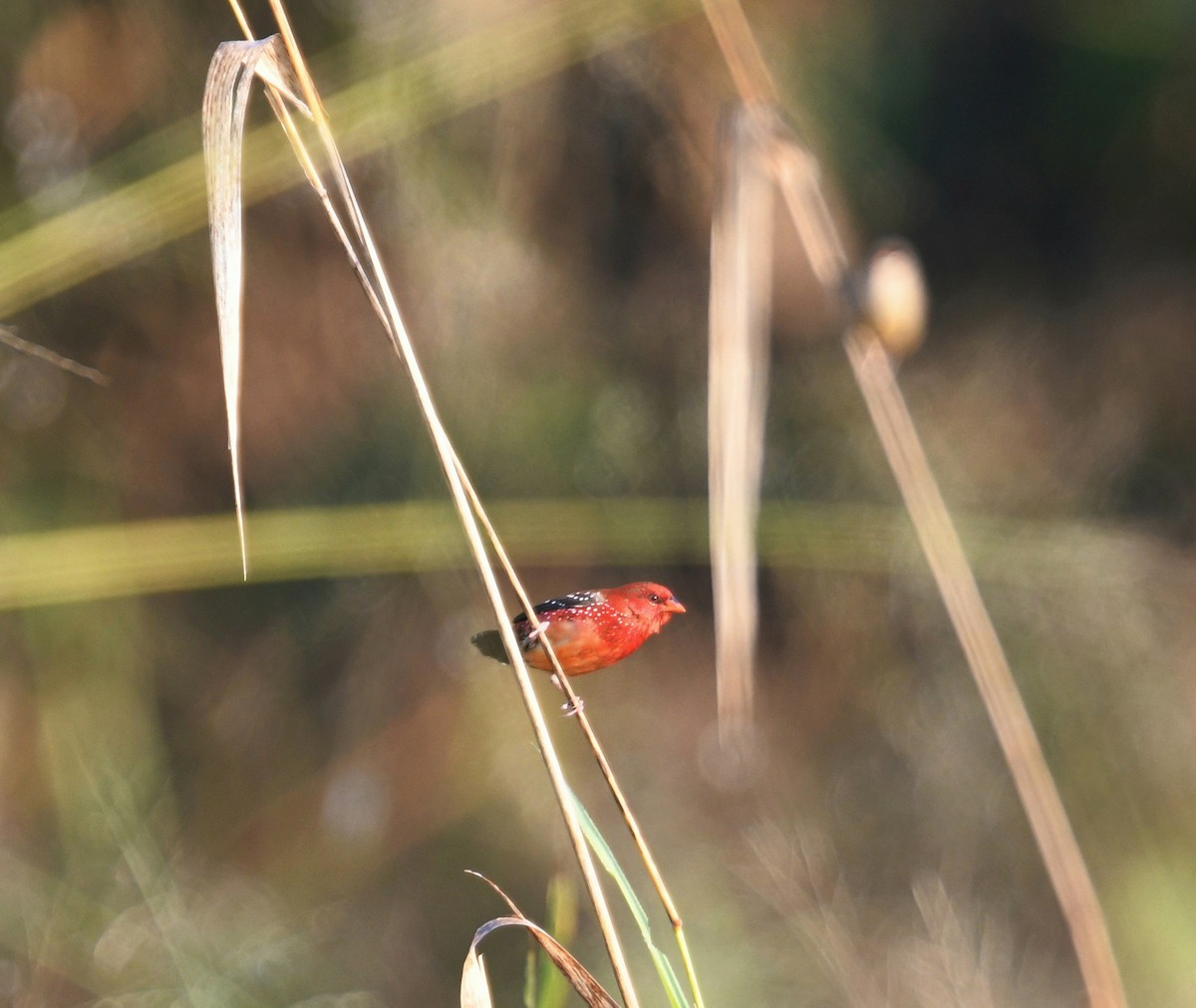 Bengali rouge (flavidiventris) - ML612867355