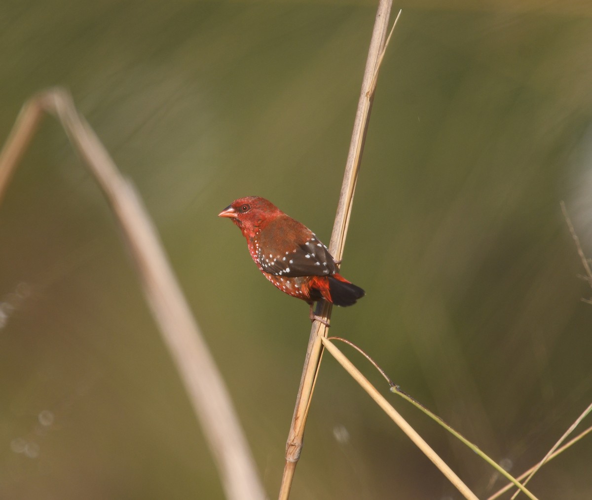 Bengali rouge (flavidiventris) - ML612867358