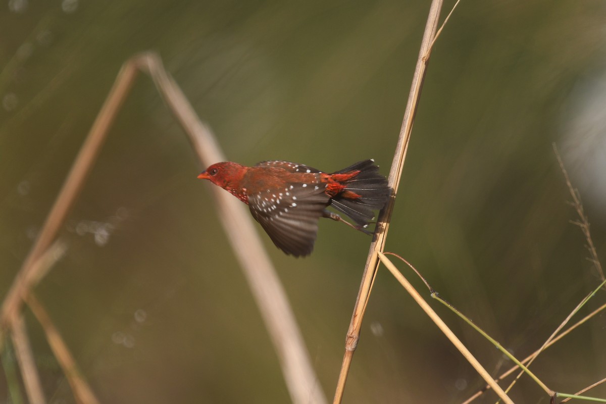 Bengali rouge (flavidiventris) - ML612867360