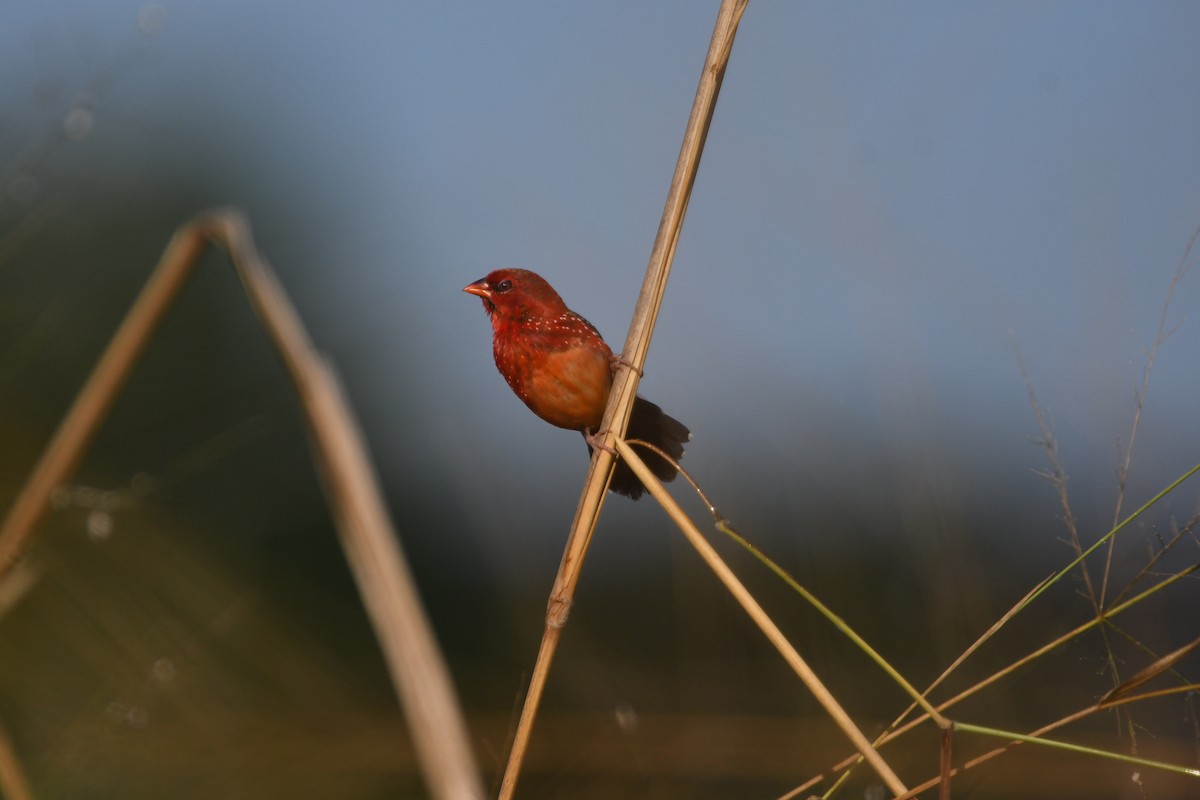 Red Avadavat (Yellow-bellied) - ML612867361