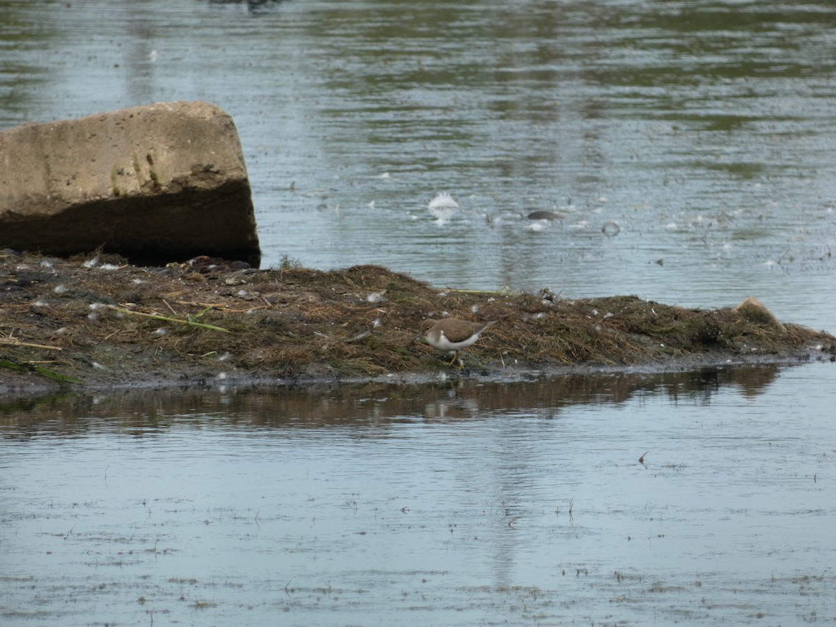 strandsnipe - ML612867446