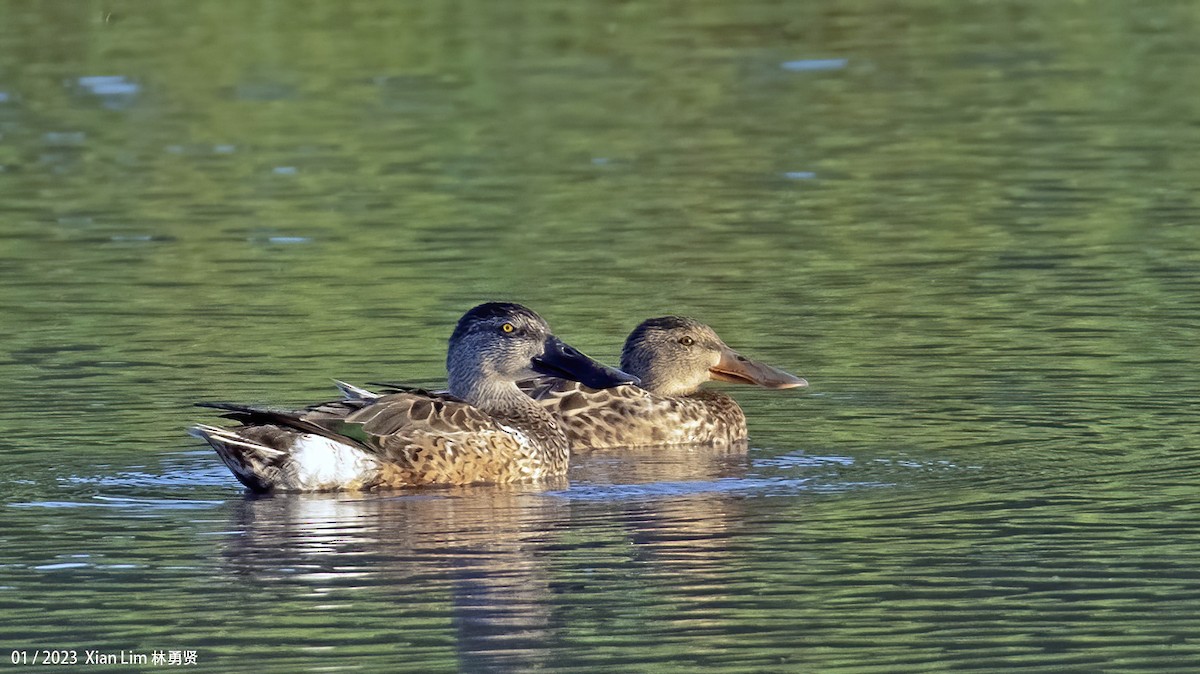 Northern Shoveler - Lim Ying Hien