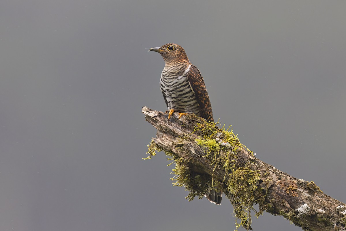 Madagascar Cuckoo - ML612867581