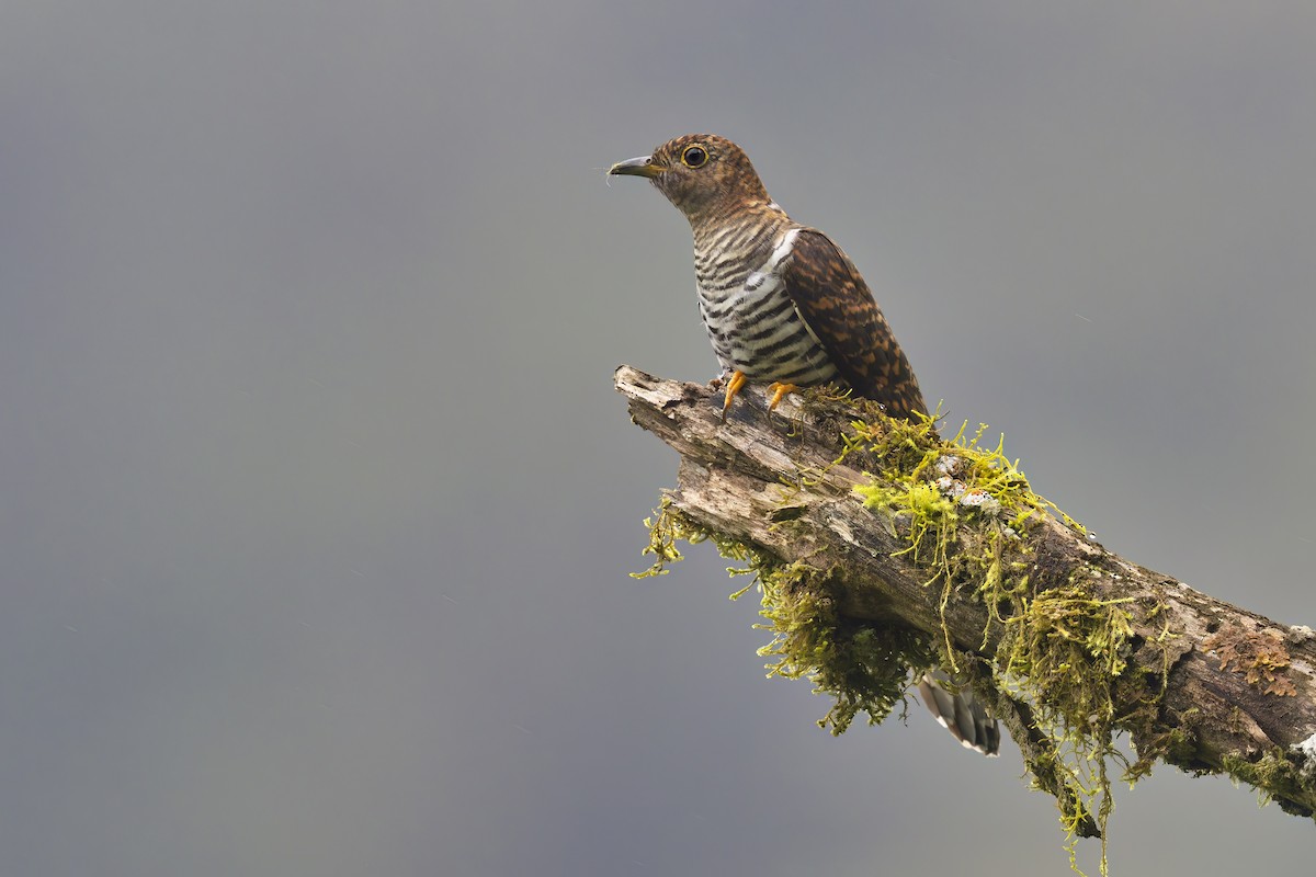 Madagascar Cuckoo - ML612867582