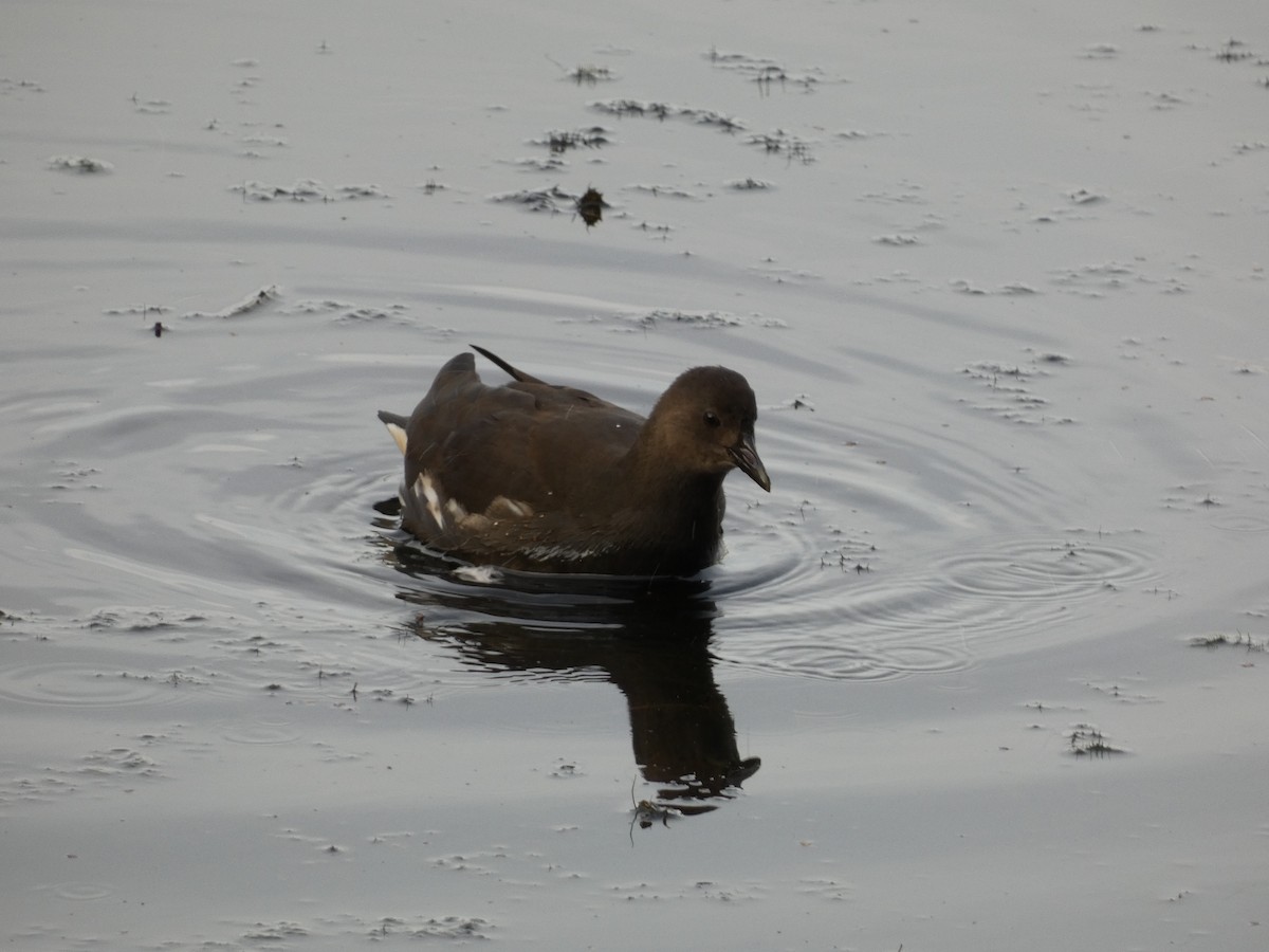 Eurasian Moorhen - ML612867613