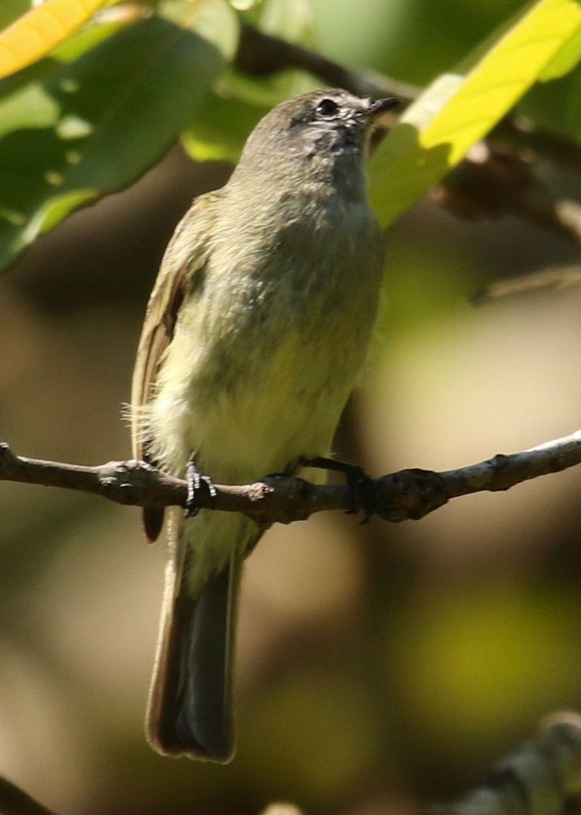 Rough-legged Tyrannulet - Connie Lintz