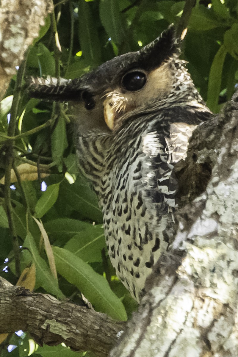 Spot-bellied Eagle-Owl - ML612867635