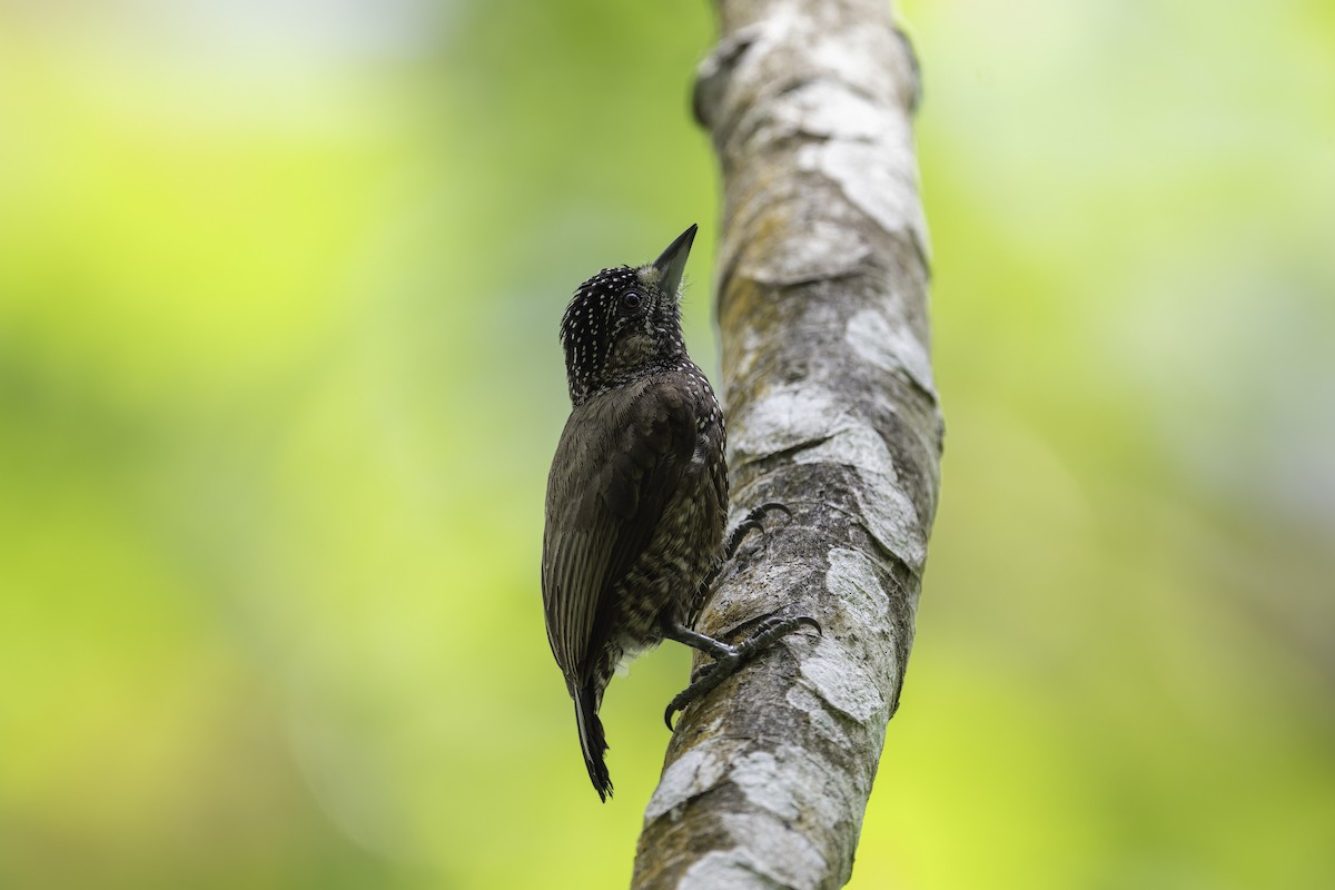 Varzea Piculet - Léo Veyrunes