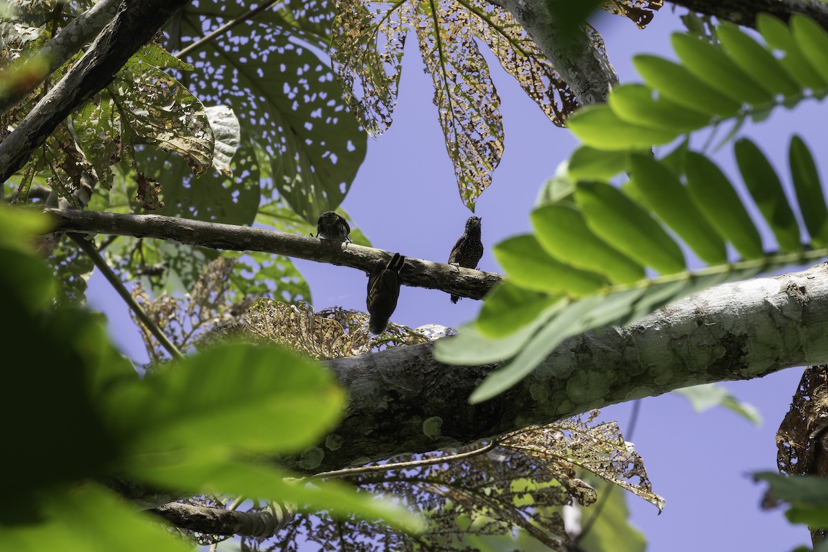 Varzea Piculet - ML612867690