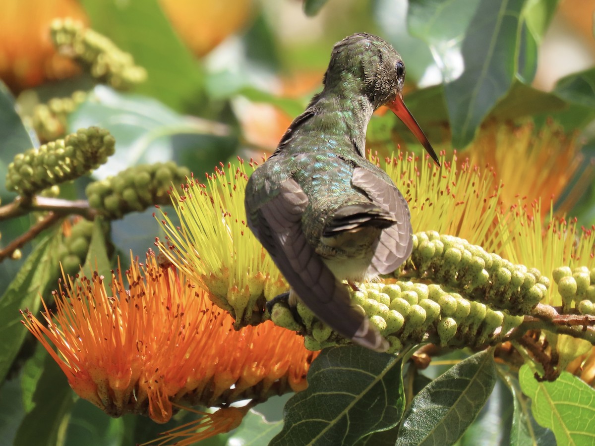 Gilded Hummingbird - ML612867724