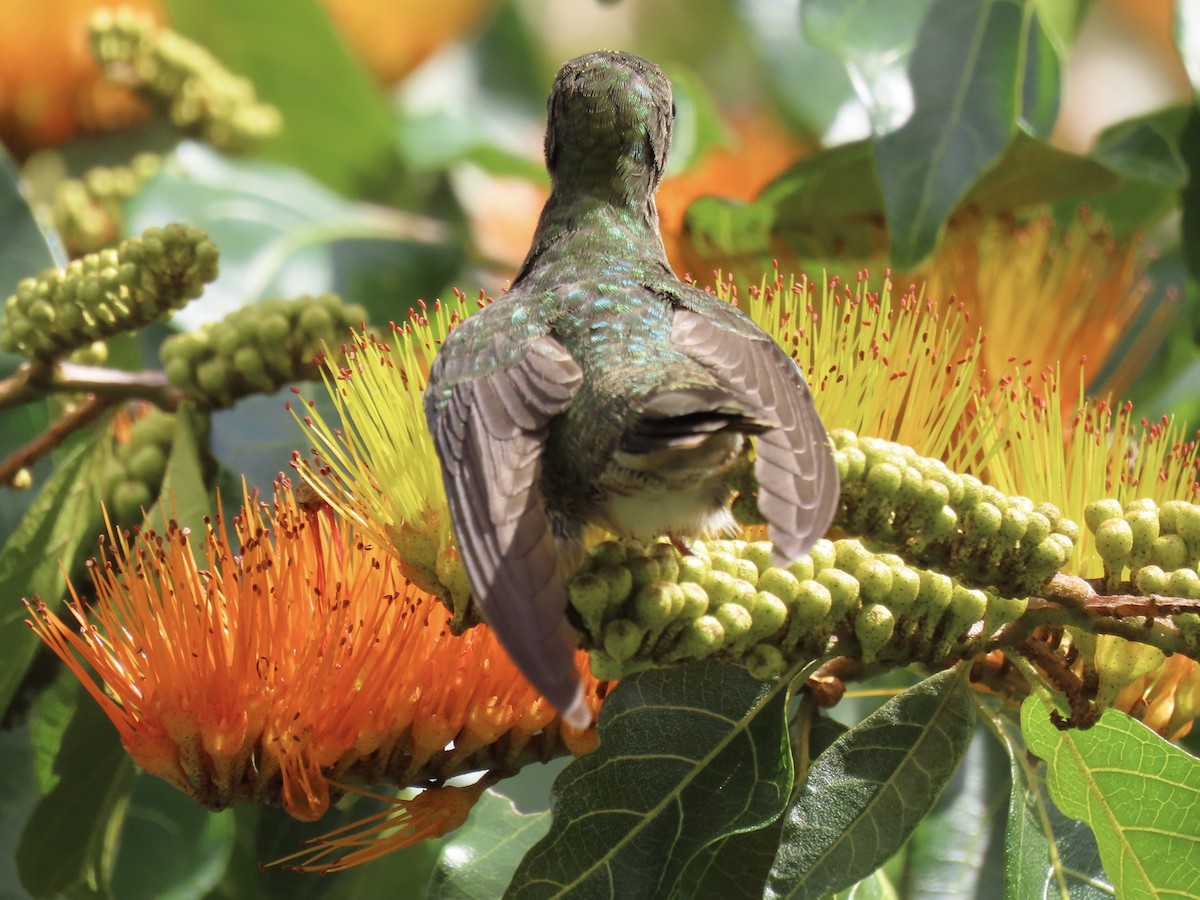 Gilded Hummingbird - Ines Vasconcelos