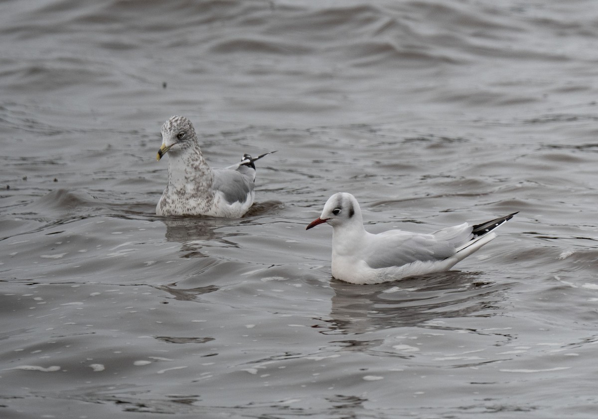 Black-headed Gull - Ronnie d'Entremont