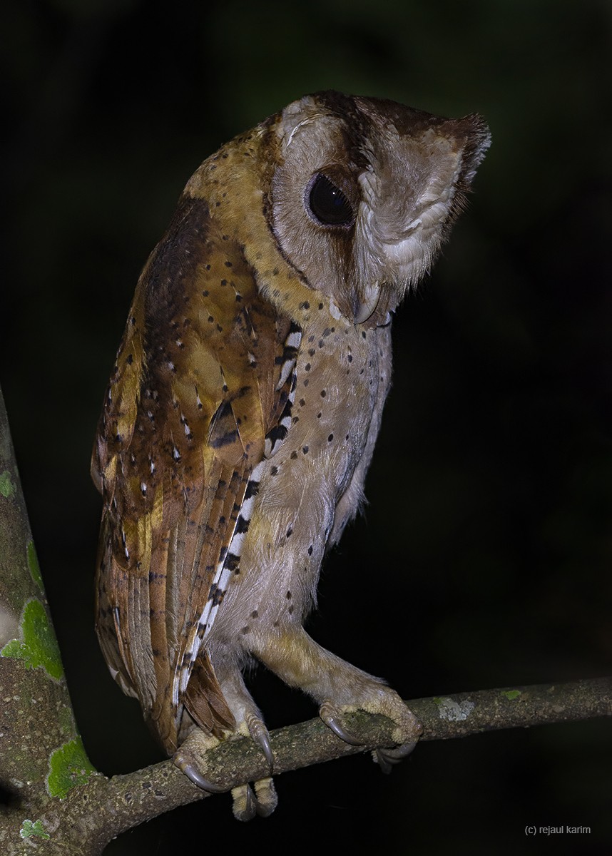 Sri Lanka Bay-Owl - Rejaul Karim