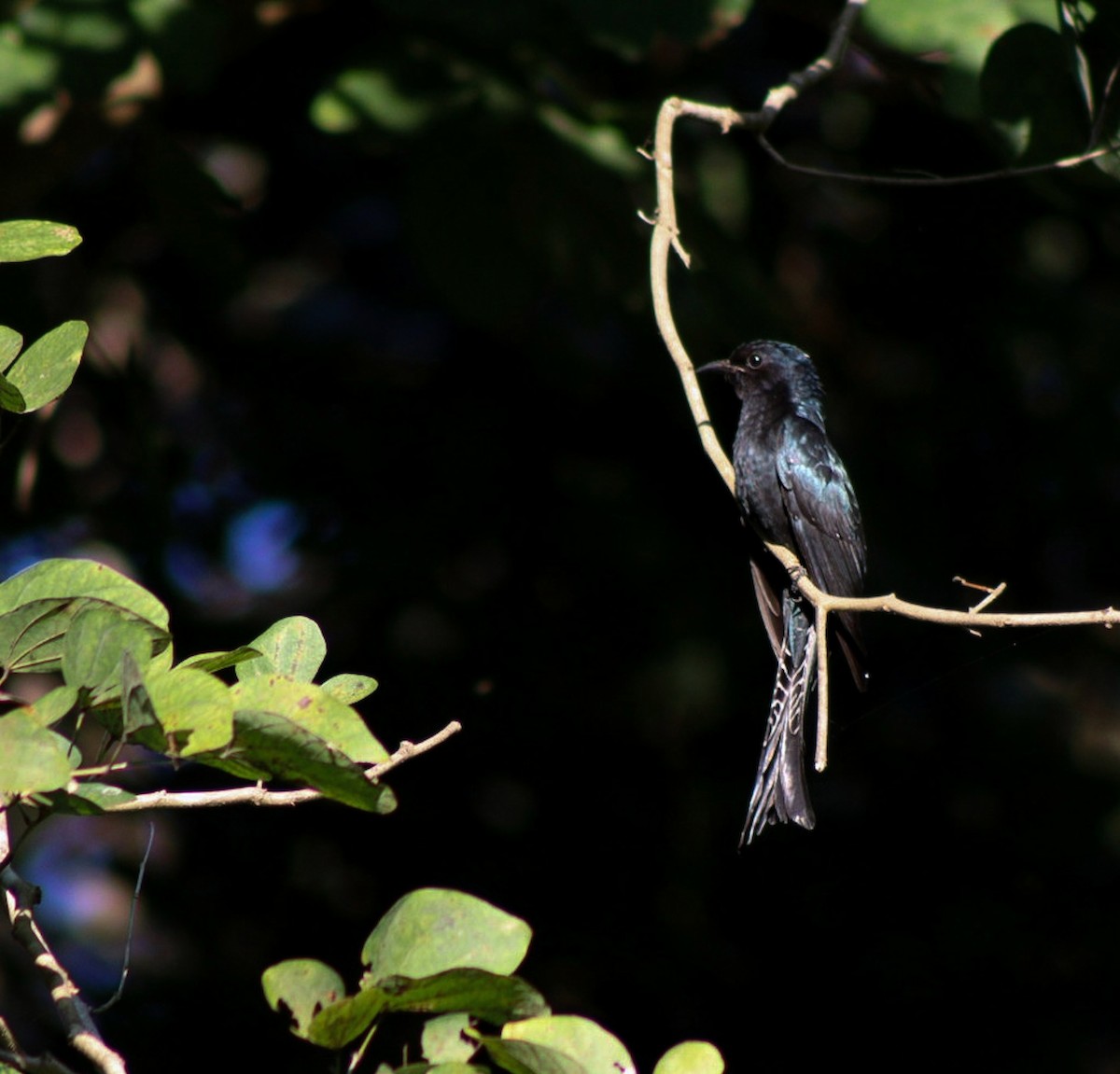 Fork-tailed Drongo-Cuckoo - ML612867881