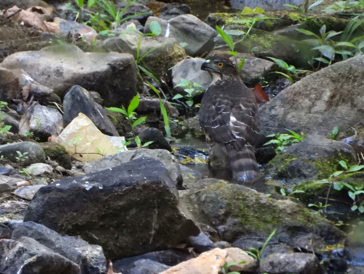 Crested Goshawk - ML612867931