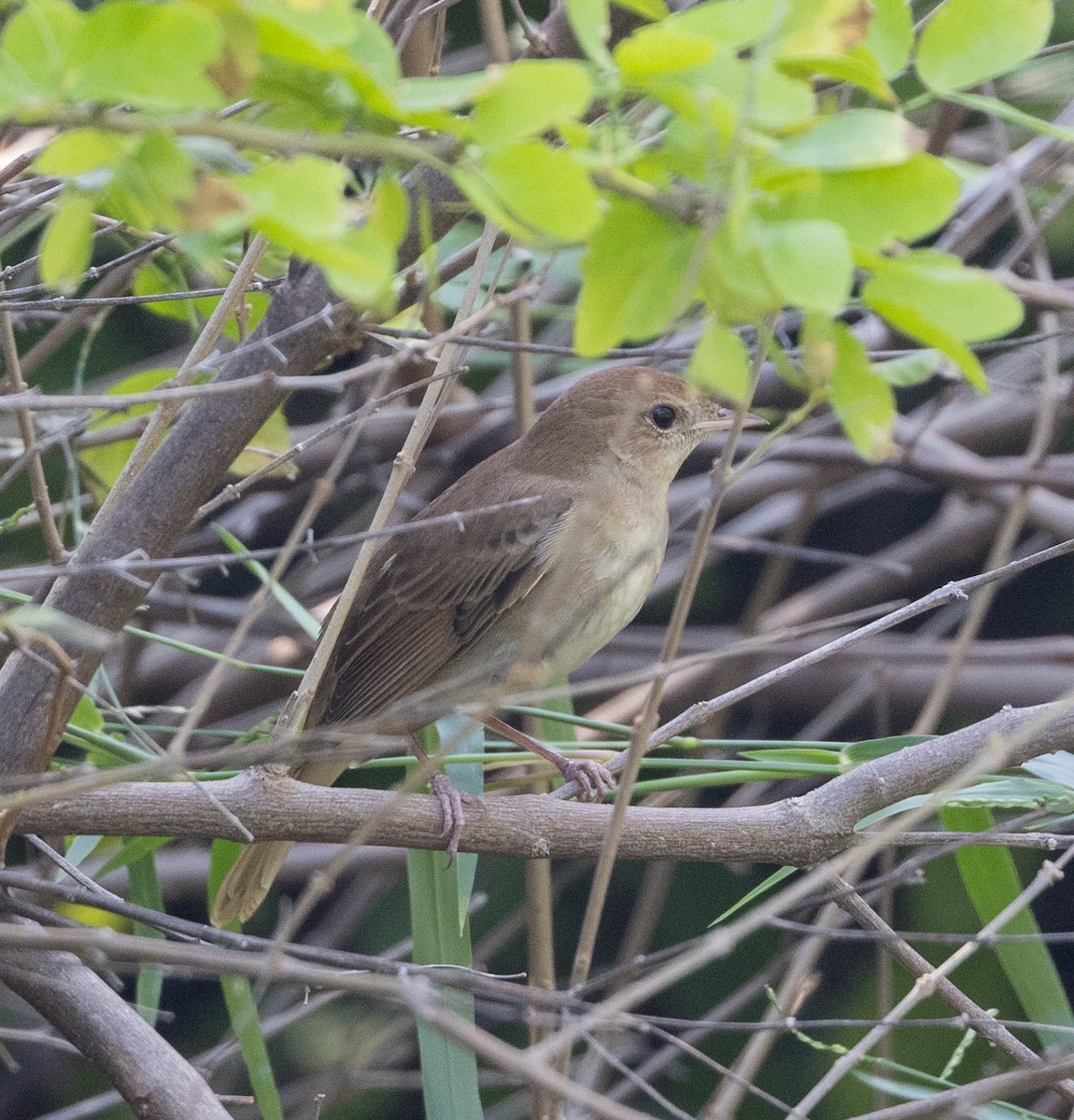 Common Nightingale - ML612868014