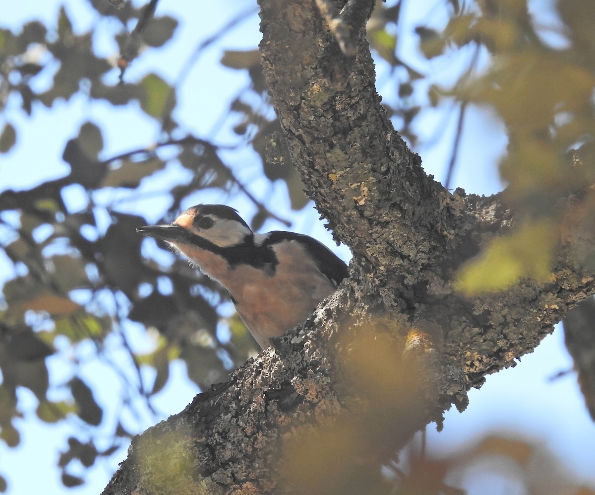 Great Spotted Woodpecker - ML612868037